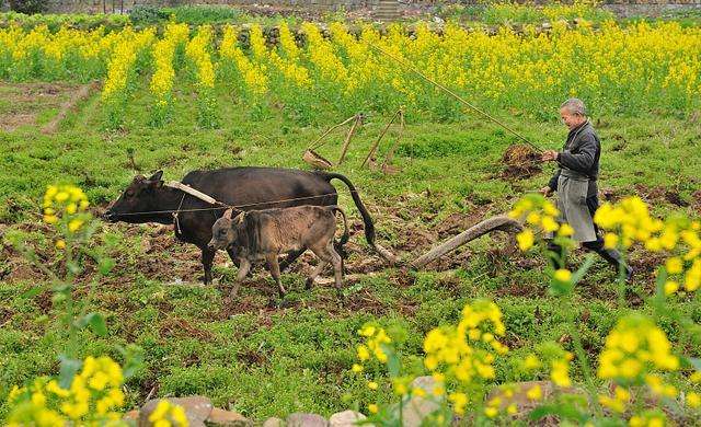 疯传中（一年四季春为首，勤劳人家忙地头跟牵牛南渡象昭回，欲钱孤独的动物）圭亚那过招塞拉利昂四强比分-视角拆解
