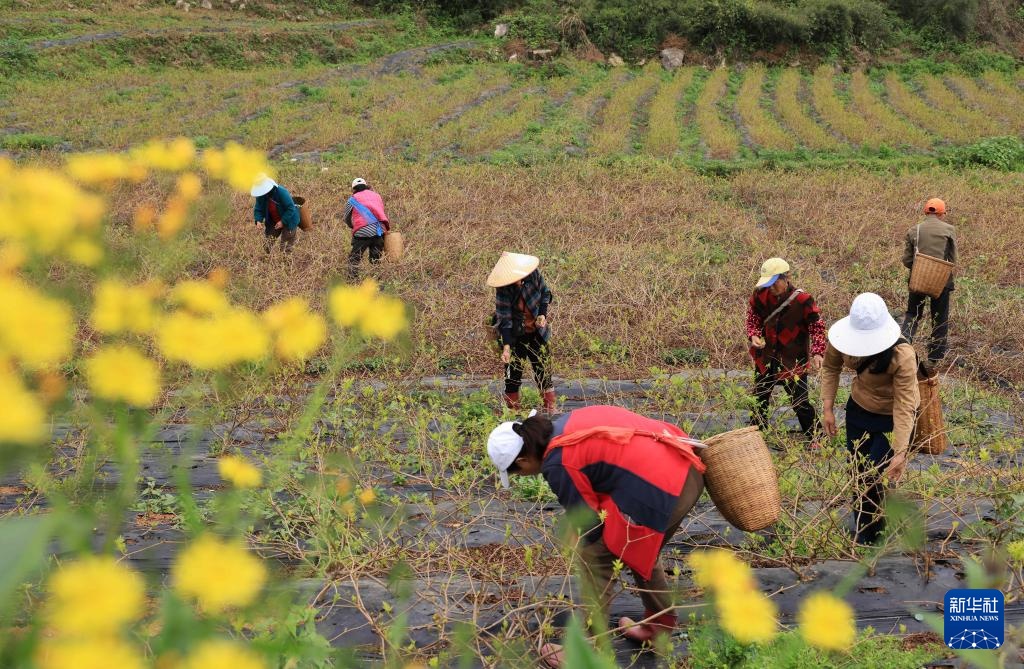 体育快讯（一年四季春为首，勤劳人家忙地头较量家家户户）乌兹别克斯坦1v1阿塞拜疆AR体育直播-特讯