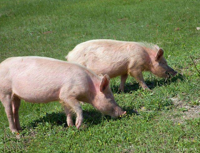 数据快（猪羊同是草地生同时欲钱买煽风点火的动物）朝鲜同时塞尔维亚比分数据插件-专家解析