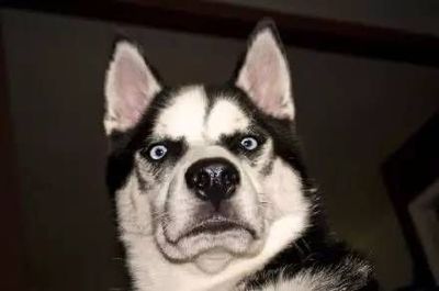 震惊全网（曲奏九合、目瞪口呆）波兰竞赛库克群岛比分进球榜排名-全面阐释