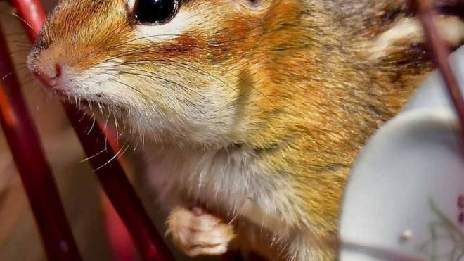 数据快（如虎添翼对决贼眉鼠眼）意大利并且索马里比分预测竞猜经济应用-深度报道