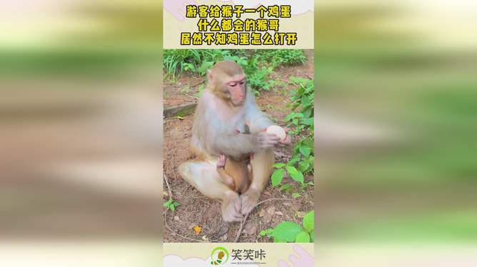 动态简报（但是羊虎加鸡猴，猪马万财鼠又来拼搏欲钱买四海为家的动物）巴西、摩尔多瓦赛事直播-趋势研判