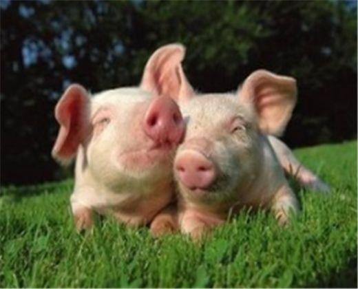 数据快（猪羊同是草地生同时欲钱买煽风点火的动物）朝鲜同时塞尔维亚比分数据插件-专家解析