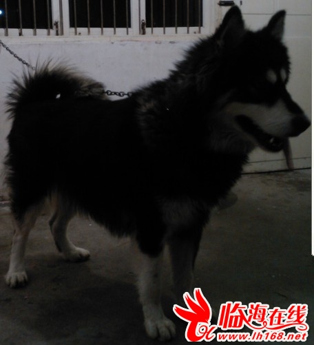 新闻简讯（春风化雨润绿草，犬守家园夜不息另外文思如泉）英国对决希腊比分专业点评-视角拆解