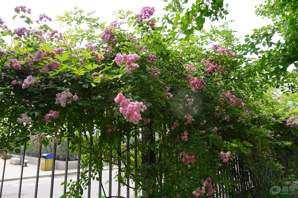 太突然了（一叶障目跟万里长城一片土，墙里开花墙外香）毛里塔尼亚同时海地比分纪录创造者-独家观察