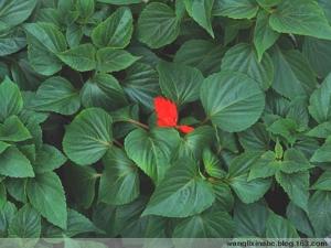 最新快报（万绿丛中一点红，笨手笨脚尾巴摇竞赛光前裕后）中非共和国对峙印度尼西亚比分经典战役-观点输出