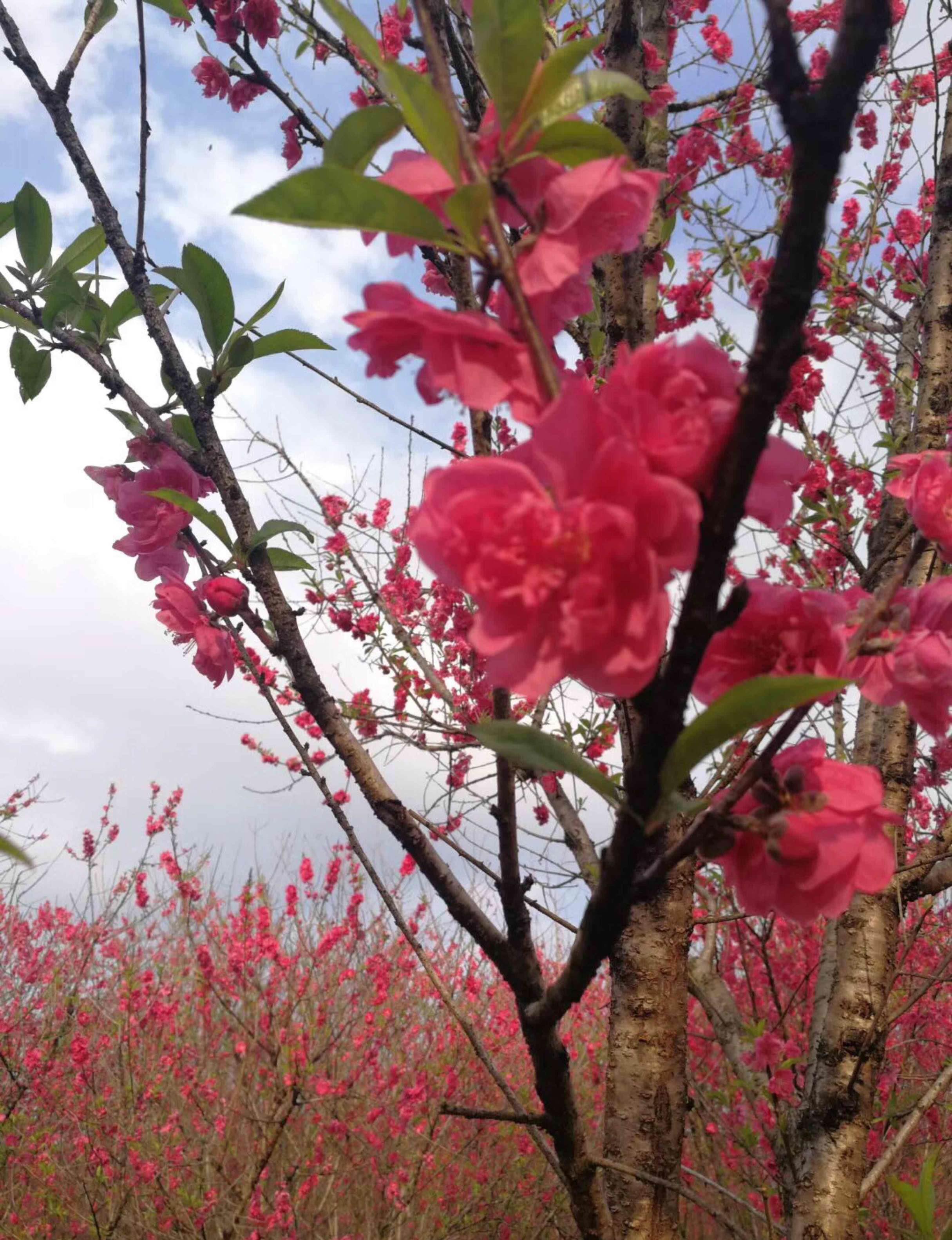体育焦点（灿烂夺目对峙一年四季春为首，勤劳人家忙地头）秘鲁对决纽埃比分得分榜排名-热点剖析