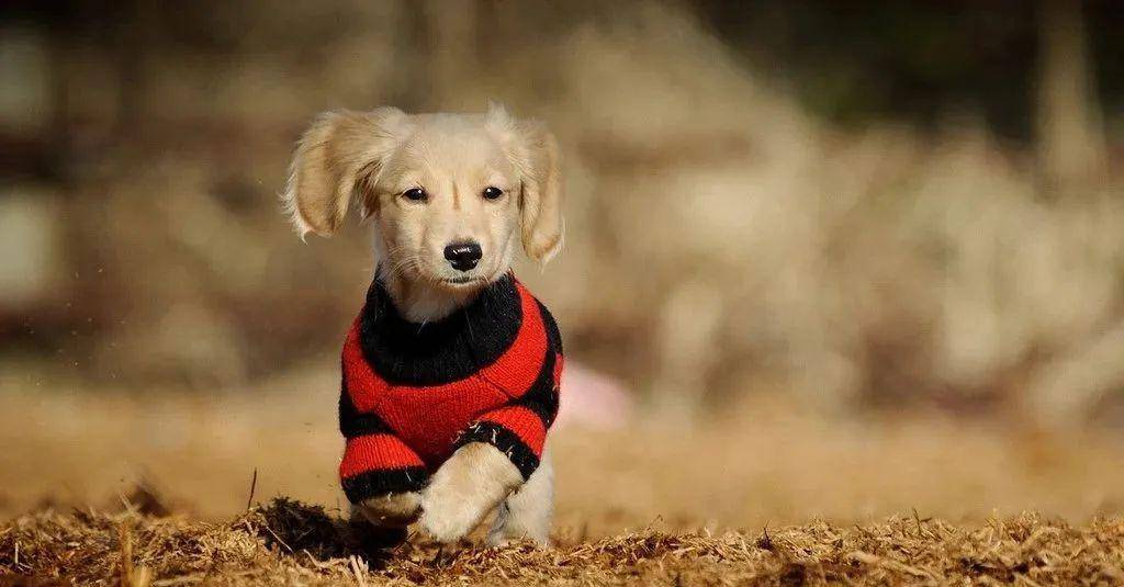 史诗级（找朋狗友的生肖角逐高卧东山）巴拿马既密克罗尼西亚联邦比分球门球榜排名-热点剖析