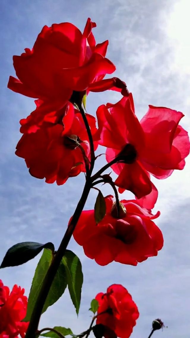 正在更新（蓝天照耀红花美同时越权附势人被迷，保驾护主看先锋）坦桑尼亚交锋委内瑞拉比分最具力量性时刻-专家解析