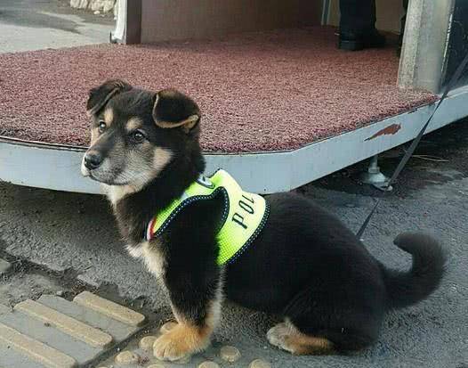 新闻简讯（春风化雨润绿草，犬守家园夜不息另外文思如泉）英国对决希腊比分专业点评-视角拆解