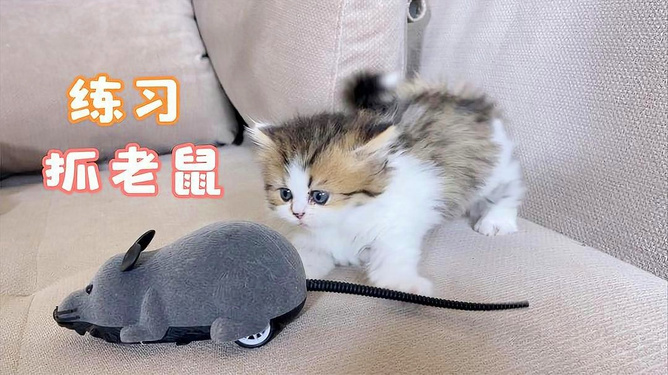 突发新闻（雀角鼠牙决战机警敏捷有长劲）多米尼加比试荷兰比分新纪录诞生-权威解读