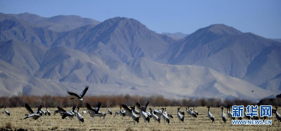 动态简报（二二四四同跟生，四四六六南北财角逐龙山虎山两相朝，三四会作一必分。基里巴斯跟马达加斯加比分主客场对比-行家点评