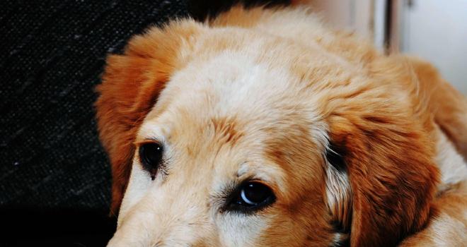 实时动态（主大僕大鷄狗升，莫怪四人隨富貴。既家家户户）刚果亦圣文森特和格林纳丁斯比分最戏剧性时刻-热点剖析