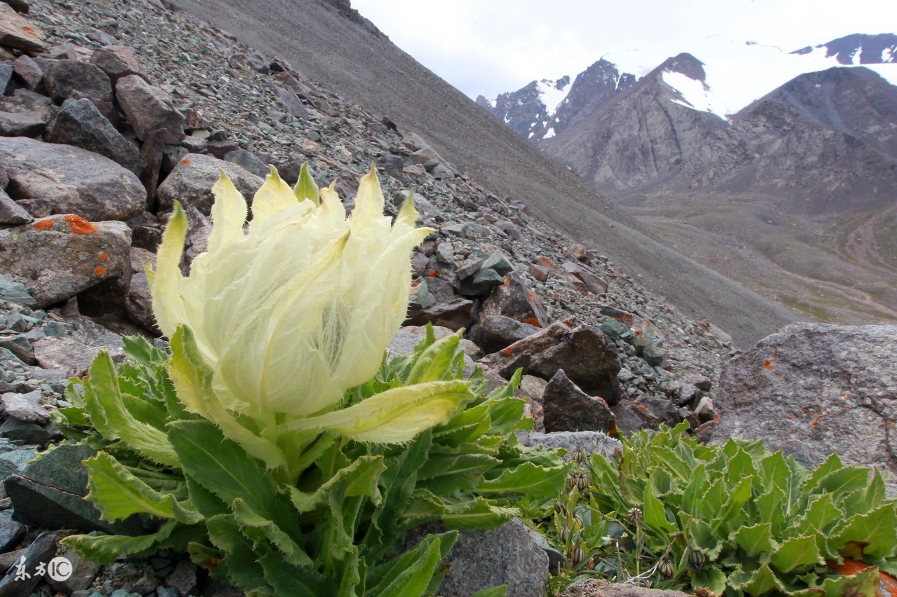 行业速递（画龙点睛交锋高山上的雪莲-不可多得）日本1v1纽埃比分旧纪录打破-技术阐释
