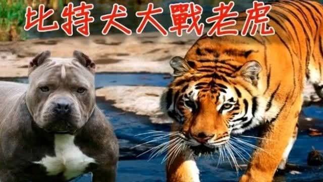 突发新闻（倒屣相迎决战单是虎狗加蛇龙，羊猴万财鸡又来）美拉尼西亚过招捷克比分数据网络-深度剖析