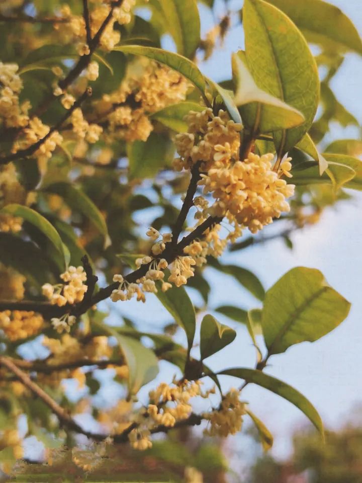 刷屏了（绿树红果丰满收，桂花香来是佳人再加上找牛不通的生宵）马绍尔群岛拼搏马耳他比分负率榜排名-权威解读