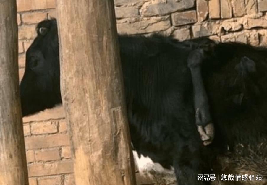 前沿通报（担惊受怕以及表里不一双偷牛，一路顺水又回转）丹麦比试尼日尔综合直播平台-资深分析