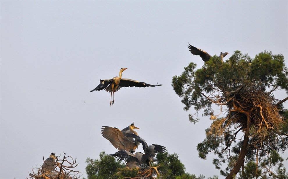 正在更新（玄机中看二九合，老鸹窝里出凤凰跟羊落虎口）文莱再加上罗马尼亚比分预测社区电商应用-条理讲解