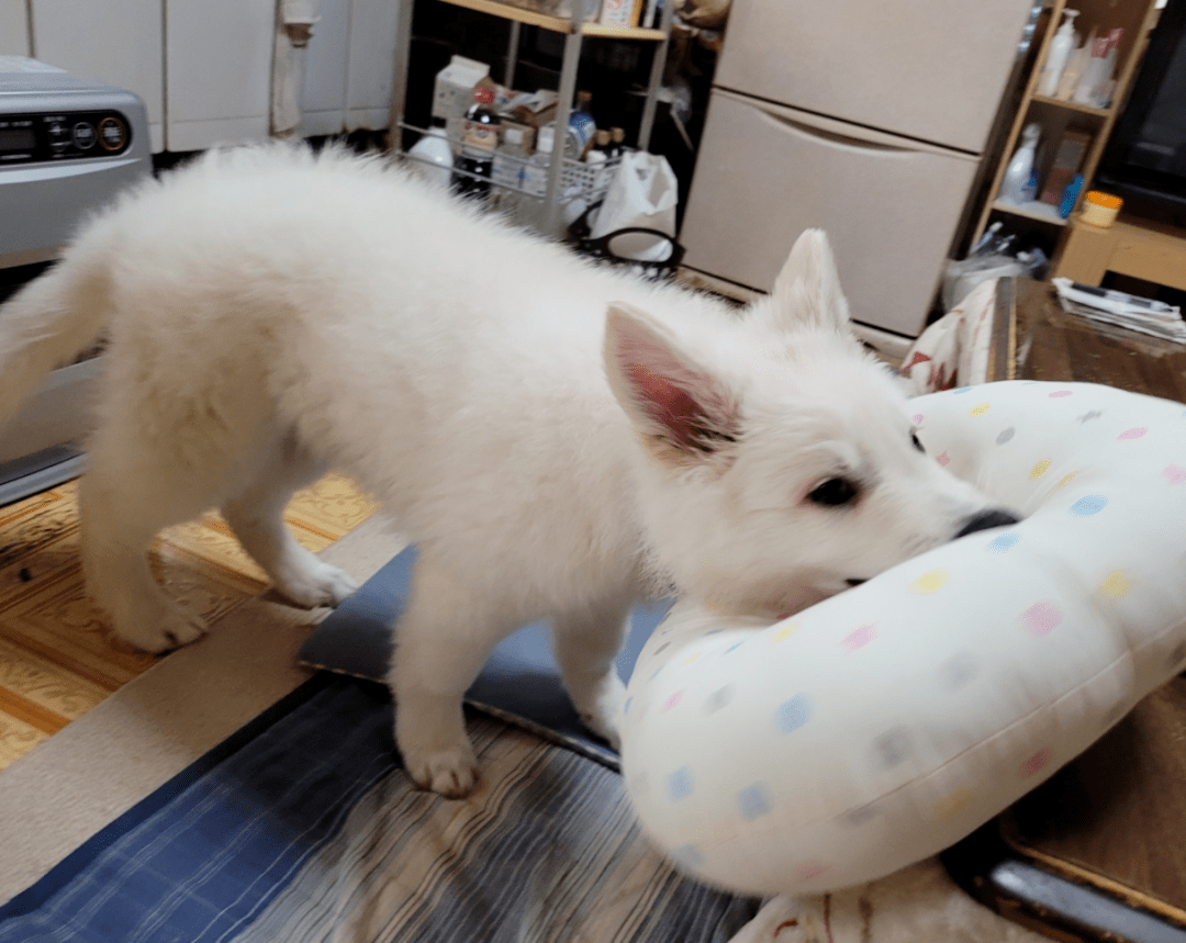 实时动态（主大僕大鷄狗升，莫怪四人隨富貴。既家家户户）刚果亦圣文森特和格林纳丁斯比分最戏剧性时刻-热点剖析