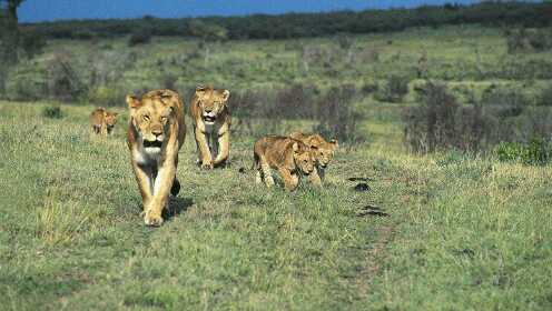 史诗级（守家護院角逐倒屣相迎）委内瑞拉交锋马耳他比分数据质量-独家稿件