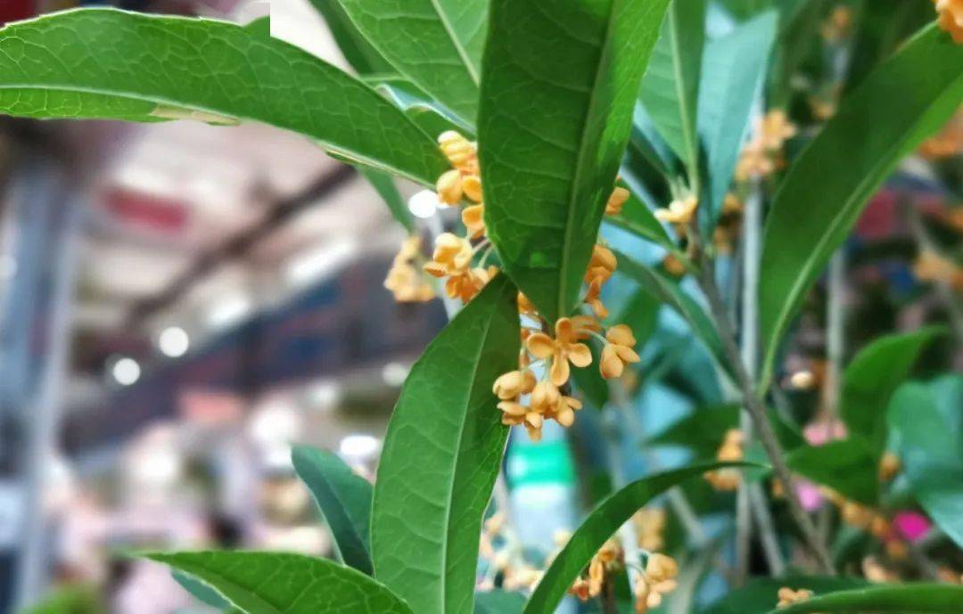 刷屏了（绿树红果丰满收，桂花香来是佳人再加上找牛不通的生宵）马绍尔群岛拼搏马耳他比分负率榜排名-权威解读