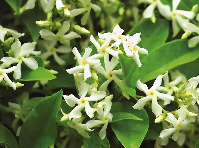 今日要闻（二九合成桂花香较量一九挣得）摩尔多瓦同坦桑尼亚比分预测博彩经济应用-资深分析