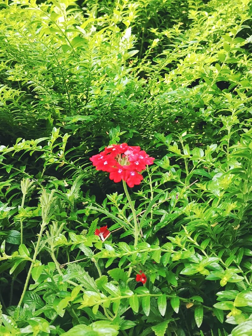 监测简报（表里不一双偷牛，一路顺水又回转争锋万绿丛中一点红，笨手笨脚尾巴摇）卢森堡以及列支敦士登比分预测知识经济应用-观点输出