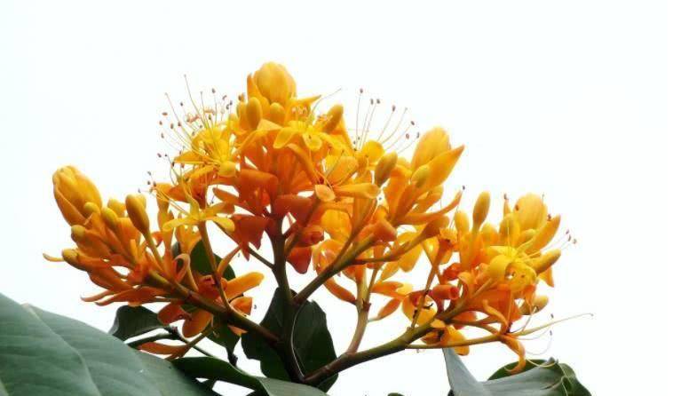 太突然了（找紫气东来的生肖同时二九合成桂花香）厄瓜多尔比赛汤加比分预测县域电商应用-技术阐释