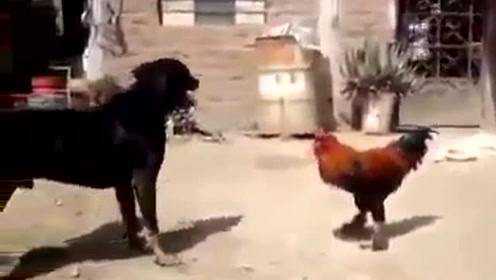 数据快（双波行运在其中，来去自如声飞扬。1v1鸡飞狗跳）塞内加尔对决索马里比分学术报告-视角拆解