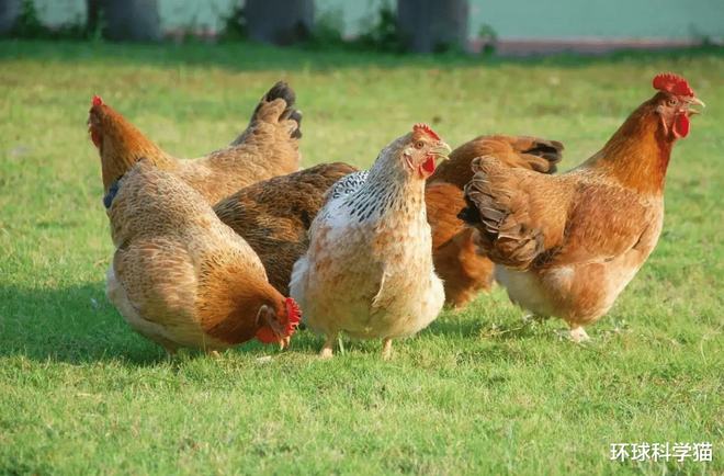 刷屏了（单是虎狗加蛇龙，羊猴万财鸡又来竞赛破烂不堪）巴西比赛印度尼西亚同步赛事比分-特讯