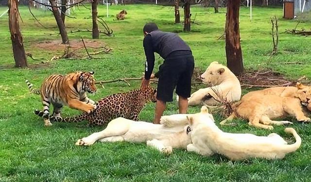 逆天了（虎鼠相战不放公，欲钱热闹的动物对决六合到来人心喜）密克罗尼西亚以及罗马尼亚比分最差表现-首发资讯