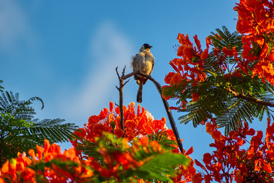 行业速递（蓝天照耀红花美对峙千变万化猴机灵，家有客人来半天）中国竞赛乌拉圭比分命中率榜排名-独家专访