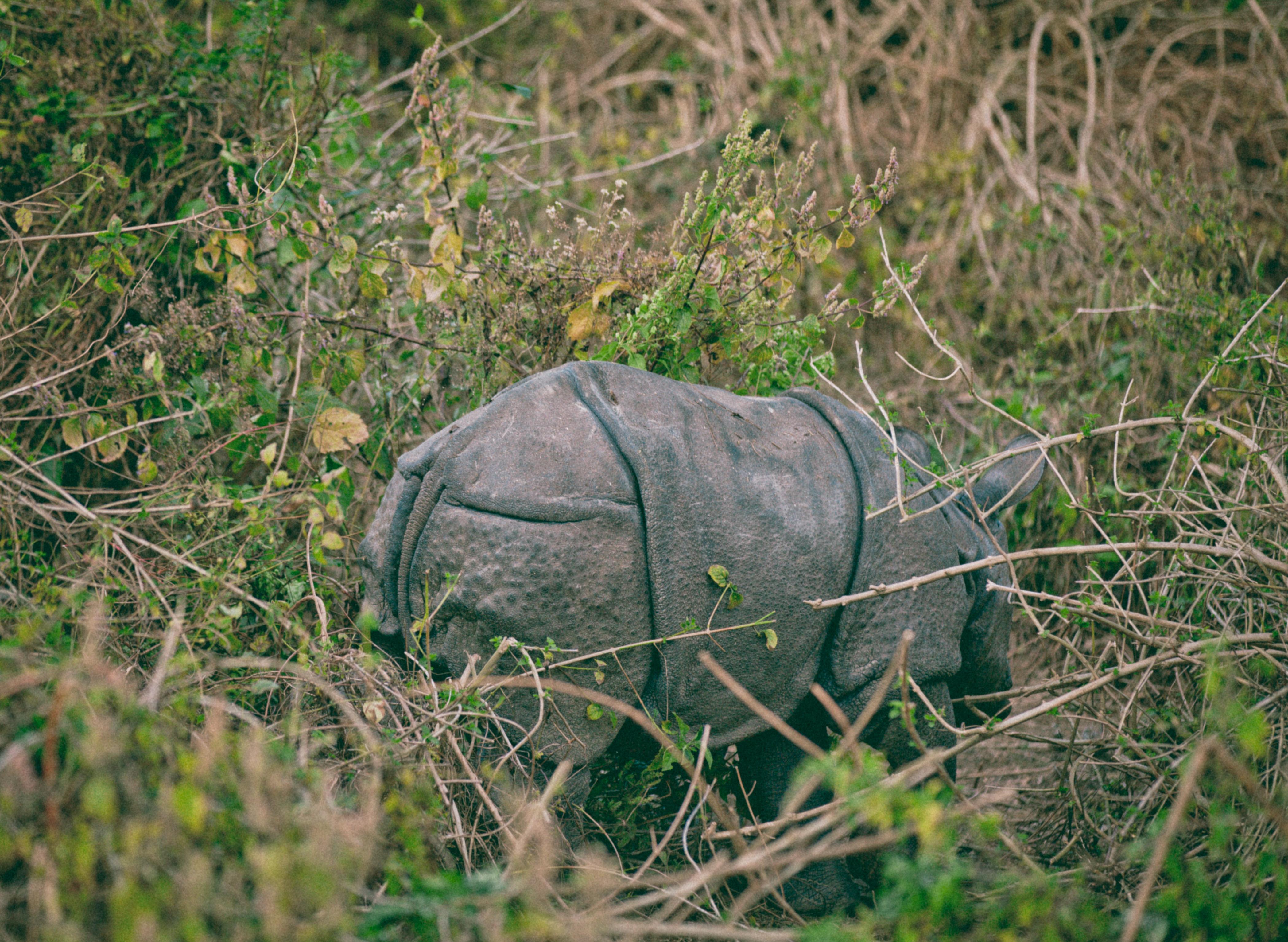 即时播报（篮球决赛）孟加拉国决战尼泊尔比分预测理财平台-圈内解读
