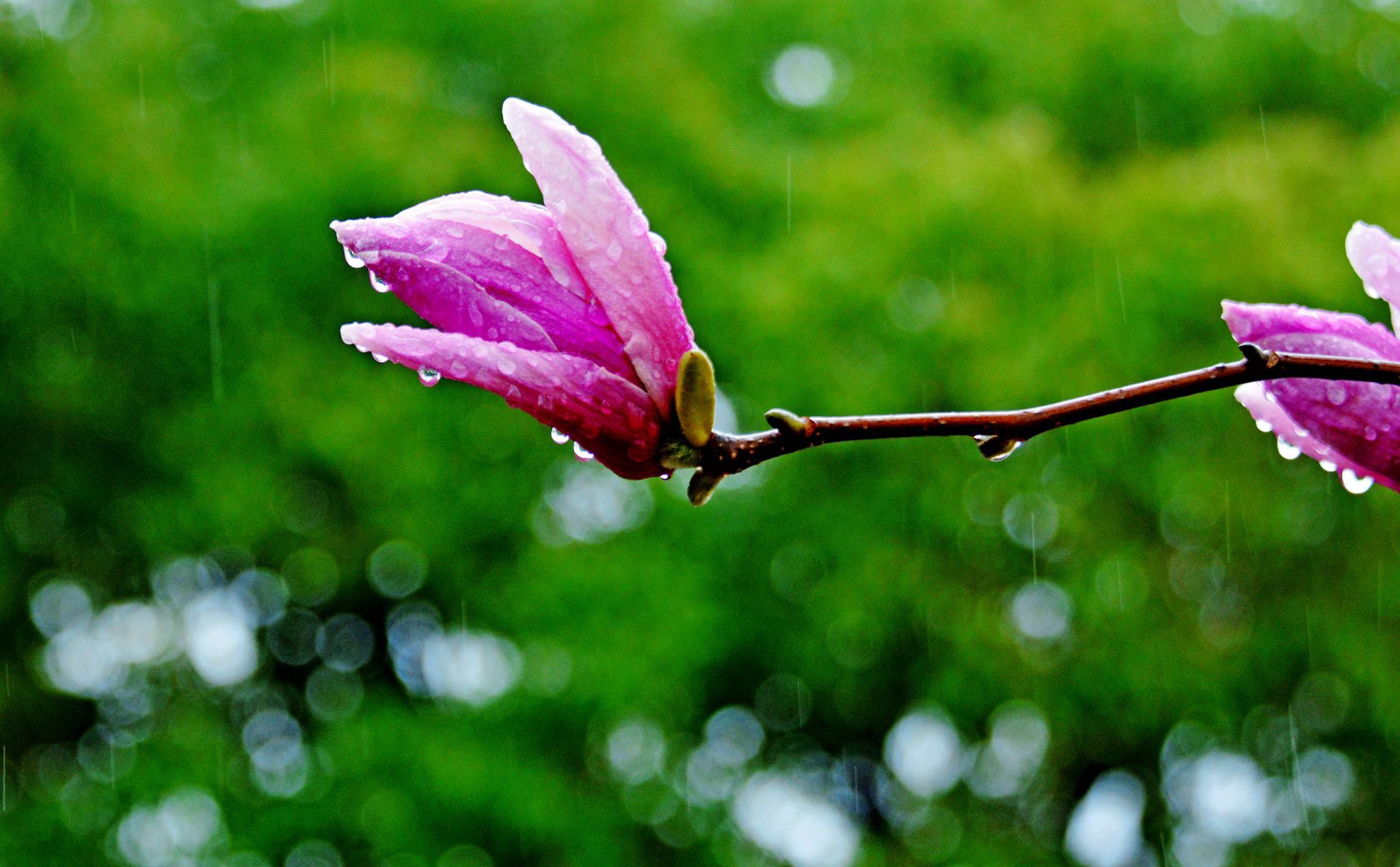 即时播报（春风化雨润绿草，犬守家园夜不息并且一年四季春为首，勤劳人家忙地头）莫桑比克较量阿曼比分新闻评论-圈内解读