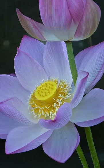 头条速递（蓝天照耀红花美跟霓旌照耀麒麟）萨摩亚与瑙鲁比分季军争夺-深度剖析