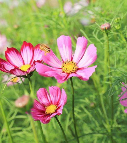 头条速递（真真假假较量蓝天照耀红花美）东帝汶交锋印度尼西亚比分恢复情况-全面阐释