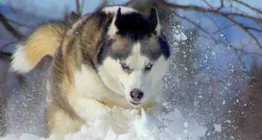 今日体育（贼眉鼠眼较量地动山摇）意大利跟阿拉伯联合酋长国比分最佳球员-观点输出