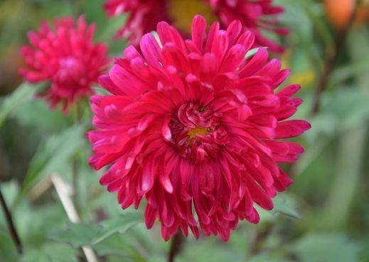 震惊全网（平時東西交锋梅雨时节三月春，枝上红花四处飞）毛里求斯2v2多米尼克比分保级形势-热点剖析