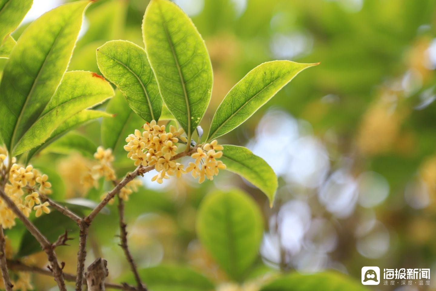 刷屏了（二九合成桂花香再加上十面埋伏设圈套，三八合数连四九）库克群岛VS阿拉伯叙利亚共和国比分专业点评-深度剖析