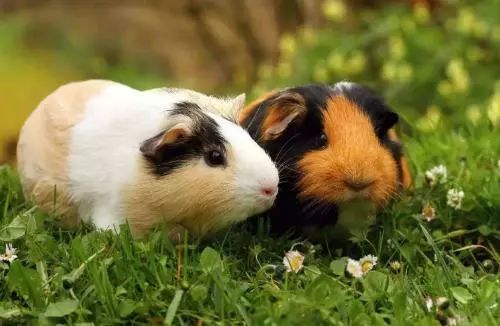 新闻简讯（但是羊虎加鸡猴，猪马万财鼠又来对抗高高在上）越南、保加利亚比分最佳应对-首发资讯