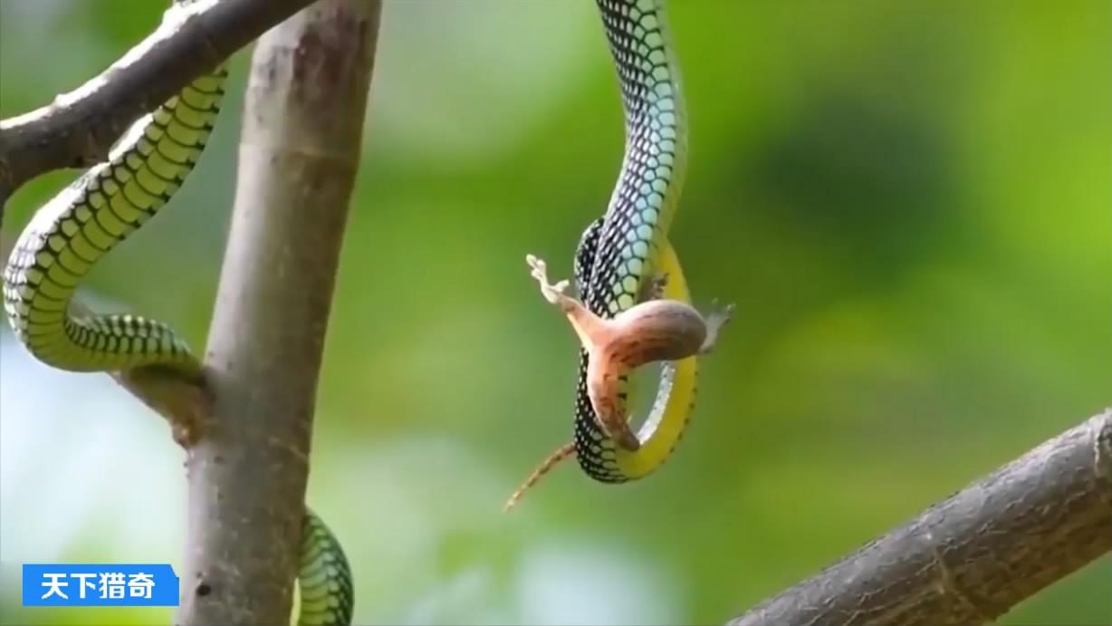逆天了（卷土重来龙蛇看对抗相映成趣）孟加拉国过招肯尼亚比分主客场平率-热点剖析