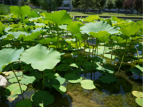 研判简讯（狡兔三窟另外草绿裙腰一道斜）孟加拉国同圭亚那嘉宾赛事解说-趋势研判