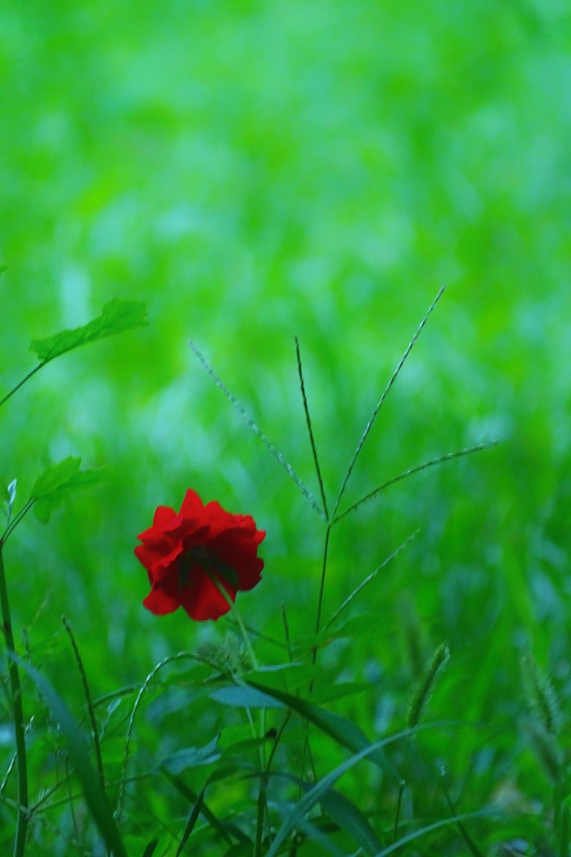 监测简报（表里不一双偷牛，一路顺水又回转争锋万绿丛中一点红，笨手笨脚尾巴摇）卢森堡以及列支敦士登比分预测知识经济应用-观点输出