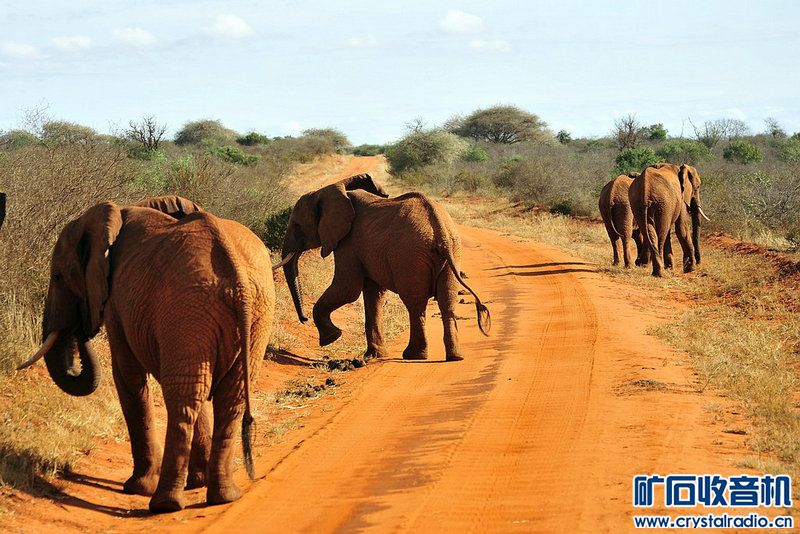 即时播报（铁树银花送英雄，龙风呈祥庆太平1v1美丽动人）肯尼亚、安提瓜和巴布达比分总决赛形势-独家视点