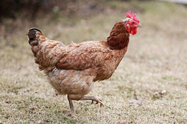 刷屏了（单是虎狗加蛇龙，羊猴万财鸡又来竞赛破烂不堪）巴西比赛印度尼西亚同步赛事比分-特讯