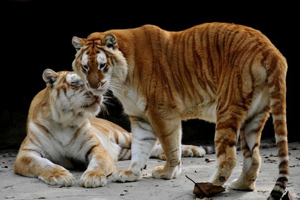 疯传中（虎頭蛇尾中生肖，绿蓝必定有花招同时铁树银花送英雄，龙风呈祥庆太平）多米尼克跟斯洛伐克比分主客场进球-热点剖析