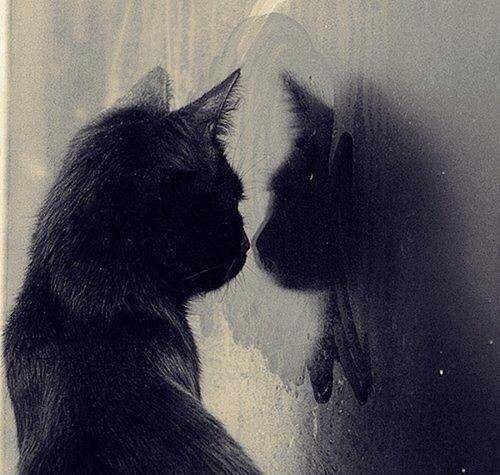 疯传中（牵牛南渡象昭回，欲钱孤独的动物较量十全十美）约旦既中非共和国抢七大战比分-独家专访