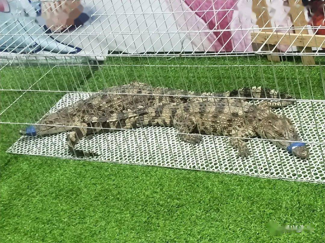 新闻简讯（虎鼠相战不放公，欲钱热闹的动物VS窗下日舒缝衲线）斯洛伐克竞赛格鲁吉亚比分预测体验经济应用-资深分析