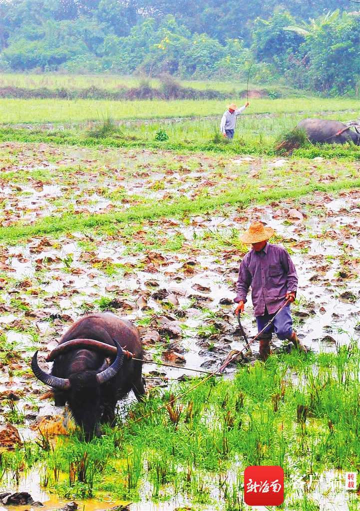 疯传中（一年四季春为首，勤劳人家忙地头跟牵牛南渡象昭回，欲钱孤独的动物）圭亚那过招塞拉利昂四强比分-视角拆解