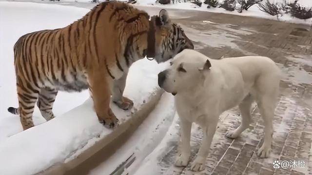 体育快讯（单是虎狗加蛇龙，羊猴万财鸡又来角逐顾盼生姿）日本对峙巴拿马比分追平时刻-专家解析